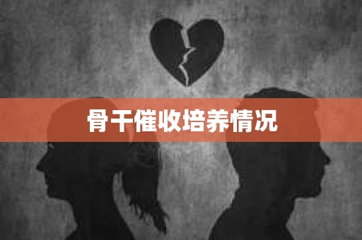 骨干催收培养情况
